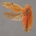 Gypona signoreti - photo 2
