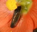 Gypona verticalis