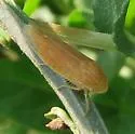 Gypona verticalis - photo 3