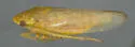 Gypona vexana