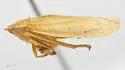 Gyponana aculeata