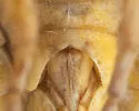 Gyponana aculeata - photo 4