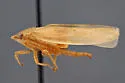 Gyponana angulata