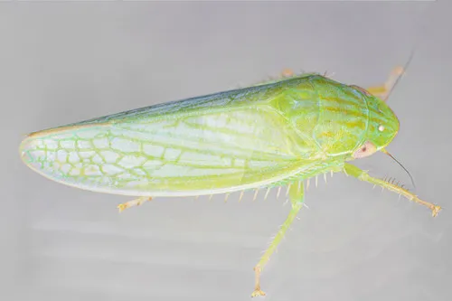 Gyponana avara