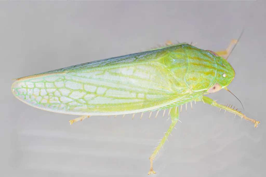 Gyponana avara - photo 2