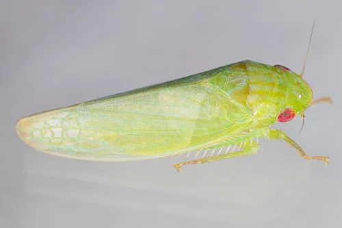 Gyponana brevita