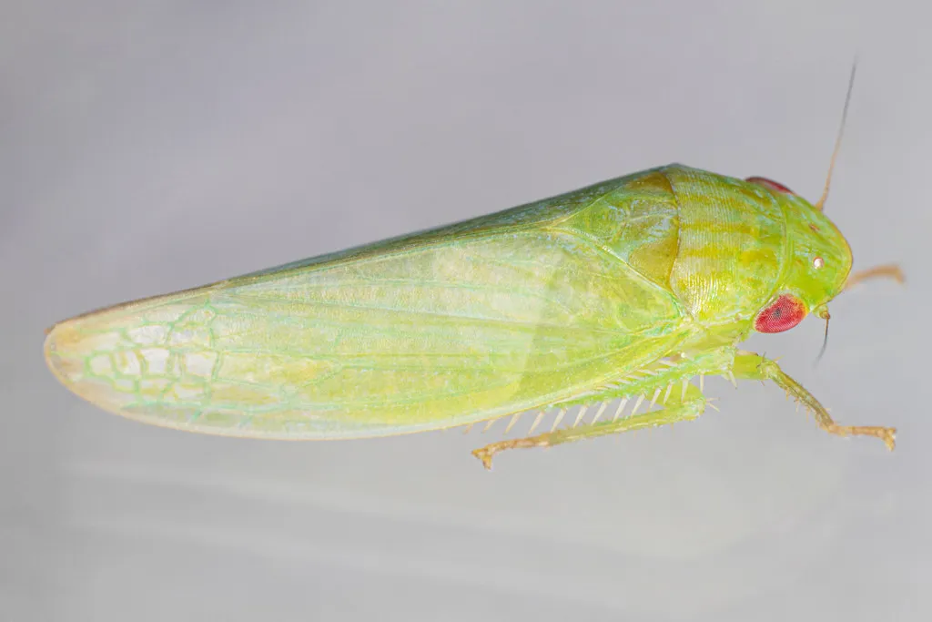 Gyponana brevita - photo 2