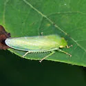 Gyponana cacumina