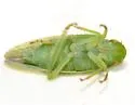 Gyponana cacumina - photo 2