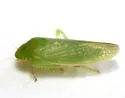 Gyponana cacumina - photo 3