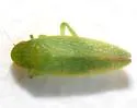 Gyponana cacumina - photo 4