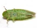 Gyponana castor
