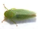 Gyponana castor - photo 3