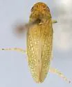 Gyponana castor - photo 5