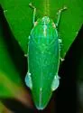 Gyponana cf-offula