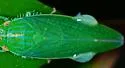 Gyponana cf-offula - photo 2