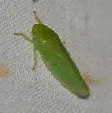Gyponana cf-offula - photo 3