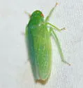 Gyponana cf-offula - photo 5