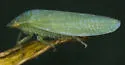 Gyponana cf-salsa
