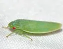 Gyponana cf-serpenta