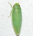Gyponana cf-serpenta - photo 2
