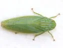 Gyponana cf-serpenta - photo 4
