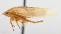 Gyponana cunea