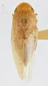 Gyponana cunea - photo 2