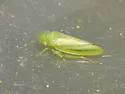 Gyponana elongata