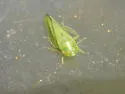 Gyponana elongata - photo 2