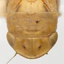 Gyponana elongata - photo 5