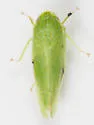 Laminate Leafhopper - Gyponana expanda