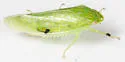 Laminate Leafhopper - photo 2