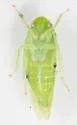 Laminate Leafhopper - photo 3