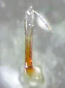 Laminate Leafhopper - photo 4