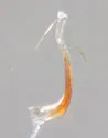 Laminate Leafhopper - photo 5