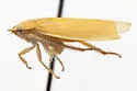 Gyponana fastiga