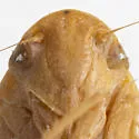 Gyponana fastiga - photo 3