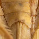 Gyponana fastiga - photo 4