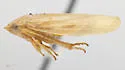 Gyponana fimbriata