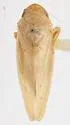 Gyponana fimbriata - photo 2