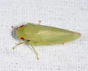 Gyponana geminata - photo 2