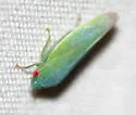 Gyponana geminata - photo 3