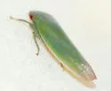 Gyponana geminata - photo 4