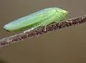 Gyponana germari