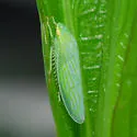 Gyponana germari - photo 2