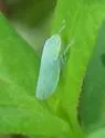 Gyponana germari - photo 3