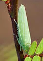 Gyponana germari - photo 5