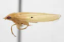 Gyponana gibbera