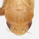 Gyponana gibbera - photo 3